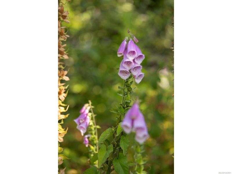 第32幅图片